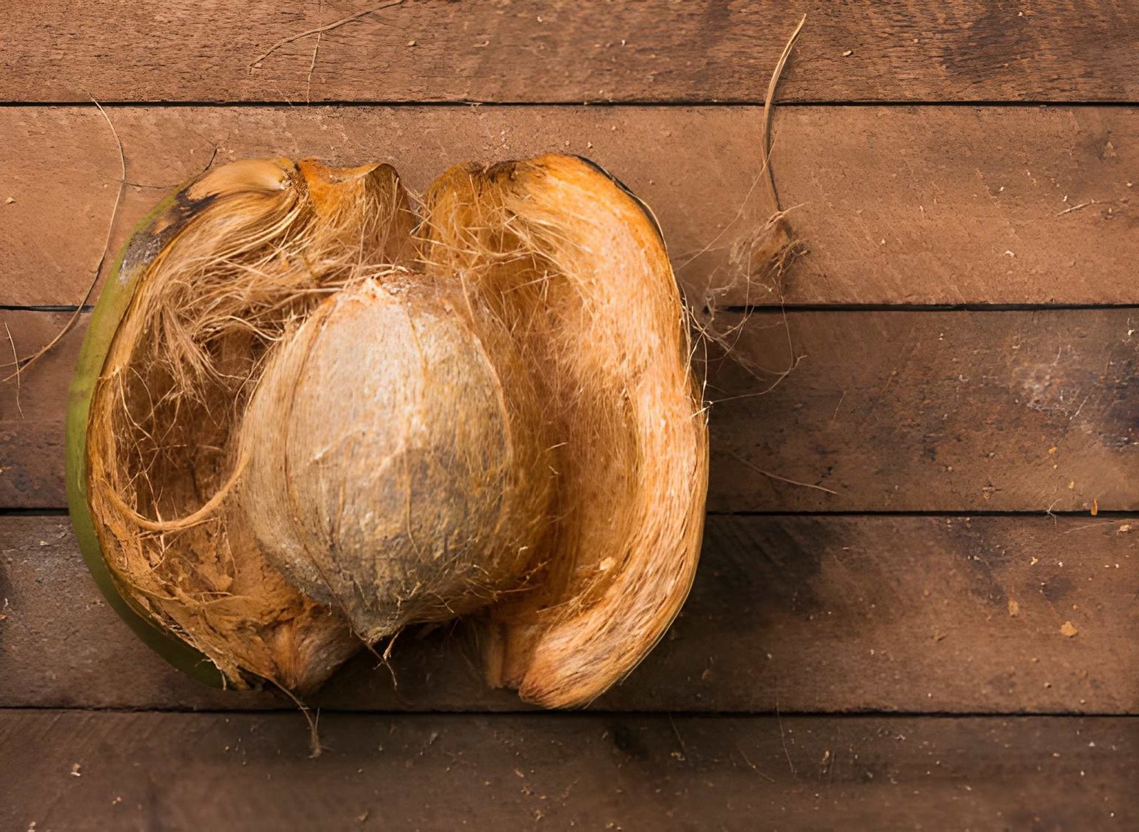 Coconut (Cocos nucifera)
